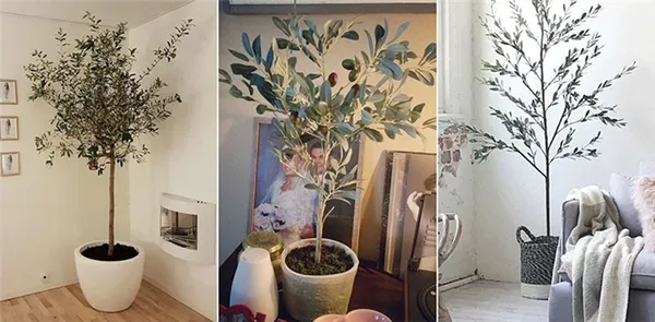 оливковое дерево в интерьере помещения