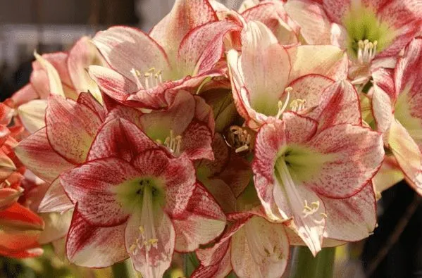 Красивое цветение амариллиса