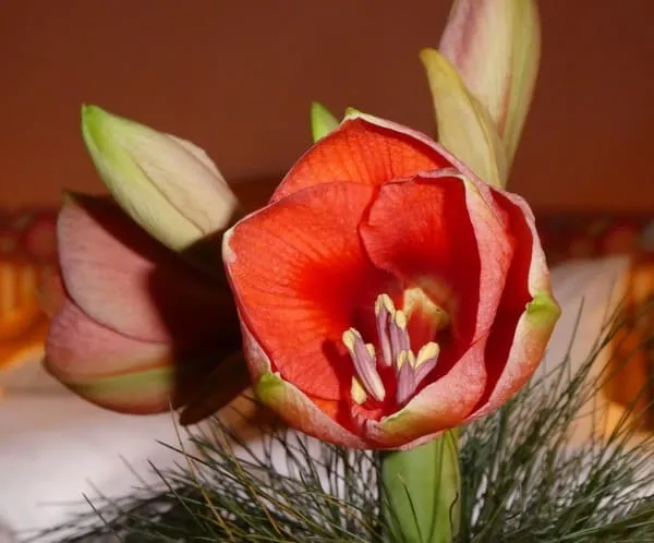 Цветок амариллиса