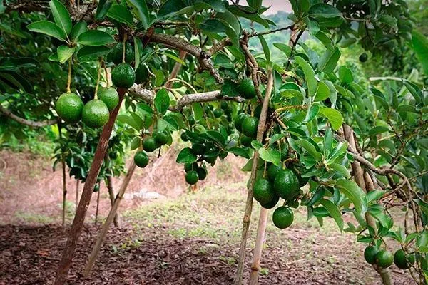 плодоносит авокадо дерево