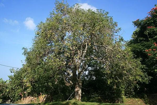 авокадо дерево в дикой природе