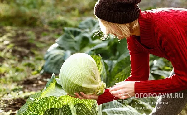 Собирайте урожай капусты в сухой солнечный день в начале осени до первых заморозков
