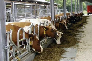 Кормление лактирующих коров