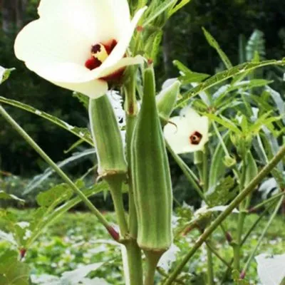 Цветы и плоды бамии