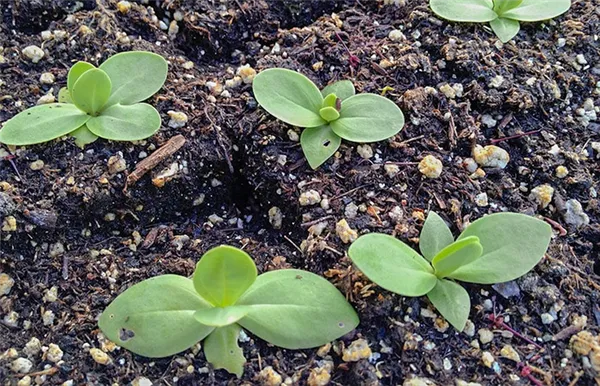 Выращиваем эустому – полная технология: от рассады до высадки в грунт