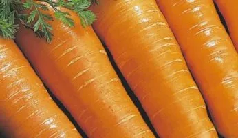 Витаминная морковь - фото