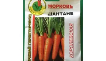Морковь Шантане