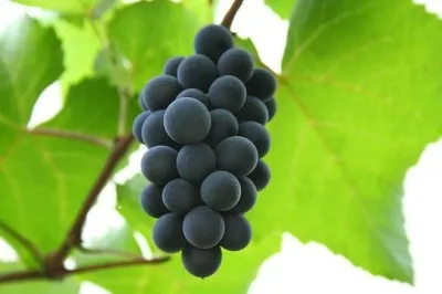 черный виноград
