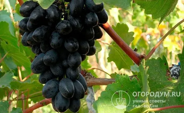 Виноград «Кодрянка» (на фото) ценится за крупные плоды с приятным вкусом