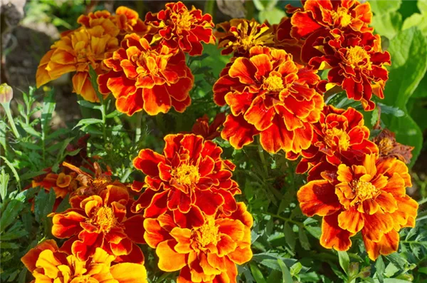 Двухцветная окраска цветков отклоненных бархатцев