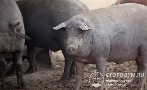Гвинейская разновидность свиней