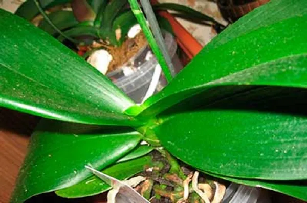 Чем протирать листья орхидеи от пыли, для блеска, витаминами