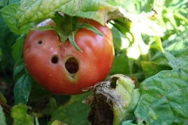 Поражение томатов вредителем