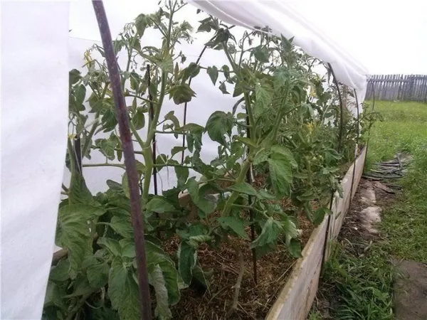 Выращивание томатов с применением агротехники природного земледелия