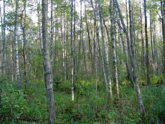 Мелколиственные леса России