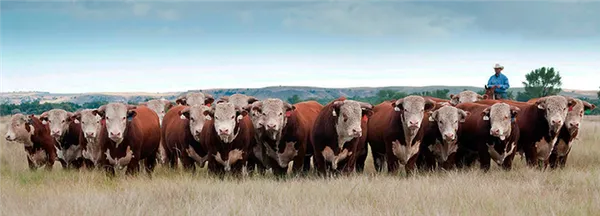 Масса быков Герефордской породы составляет - 850-1000 кг