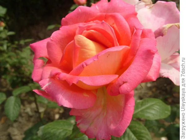 Роза садовая Гурзуф, фото автора