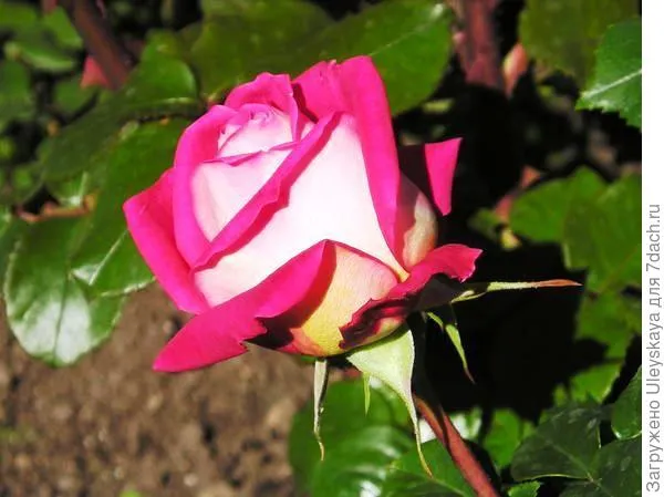 Роза садовая Дина, фото З.К. Клименко
