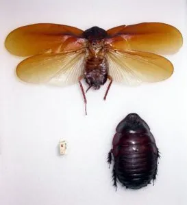 Летающий таракан