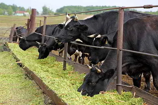 коровы рацион кормления