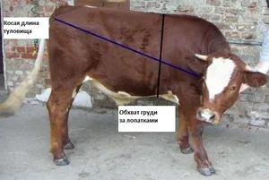 Как вычислить массу быков и коров без весов: таблицы, метод Турхановского