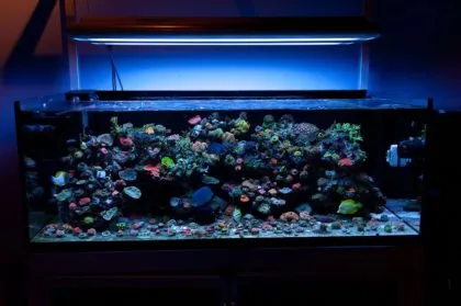 Освещение аквариума прожекторами. Второй вариант