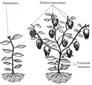 Прищипка и пасынкование перцев