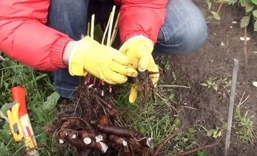 вырезание damaging roots