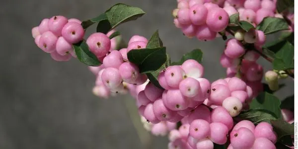 Снежноягодник с розовыми плодами. Фото с сайта lostintheflowers.com