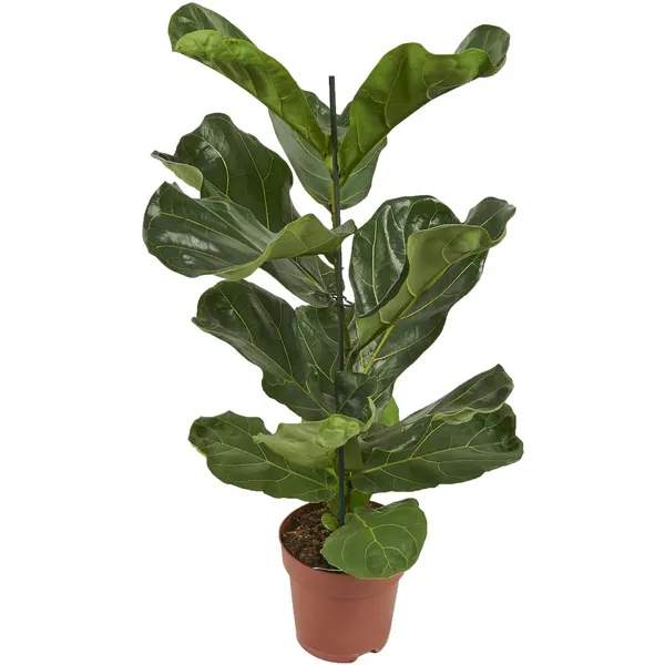 Фикус лировидный (Ficus lyrata)