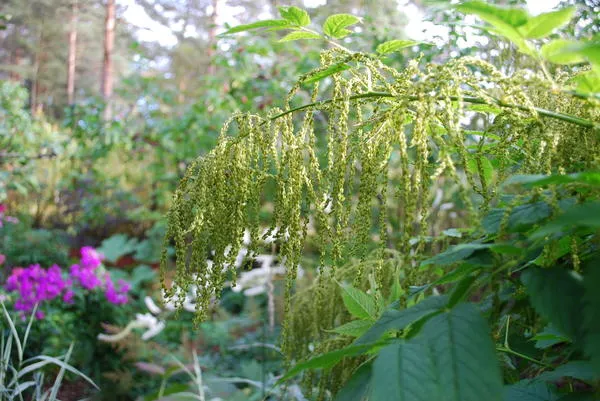 Aruncus dioicus var. acuminatus осенью