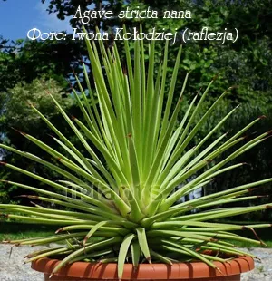 agave stricta nana