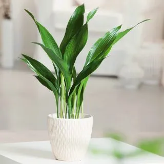 Аспидистра высокая (Aspidistra Elatior)