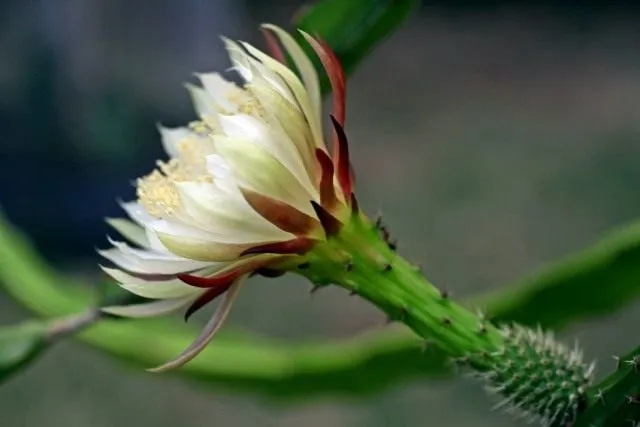 Селеницереус колючий (Selenicereus spinulosus)