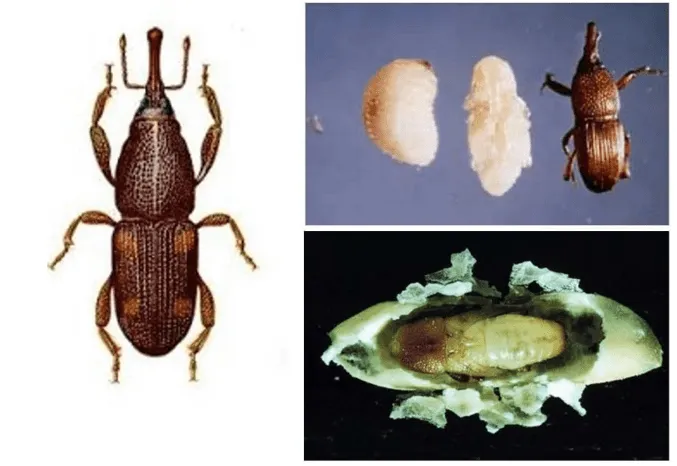 Стадии долгоносика