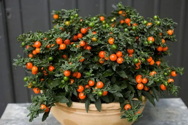 Паслен ложноперечный (Solanum pseudocapsicum)