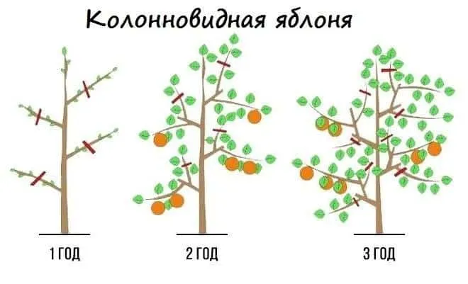 Схема обрезки колонновидной яблони