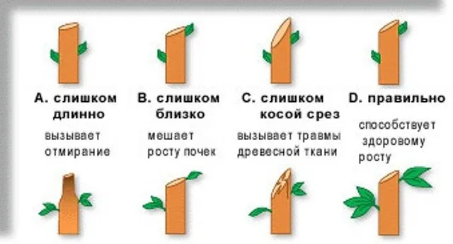 Схема обрезки побегов