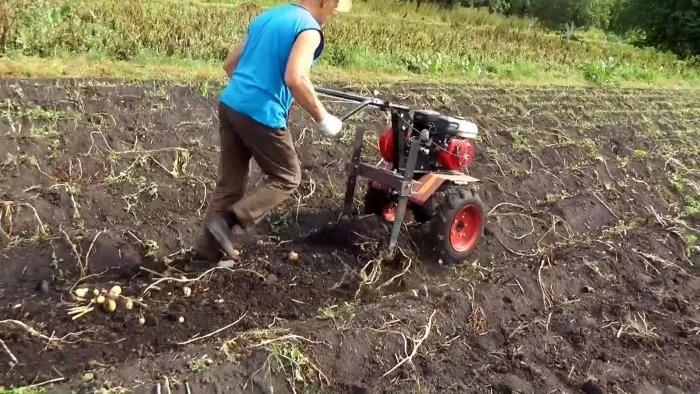 Картошка выходит сама из земли простая картофелекопалка для мотоблока которую сможет повторить каждый