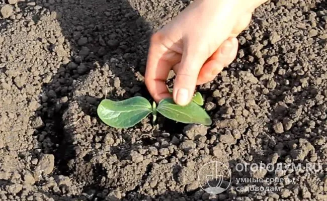 В лунках лучше размещать по 1 пророщенному семечку, как на фото, чтобы обеспечить активное развитие корневой системы и достаточную площадь питания