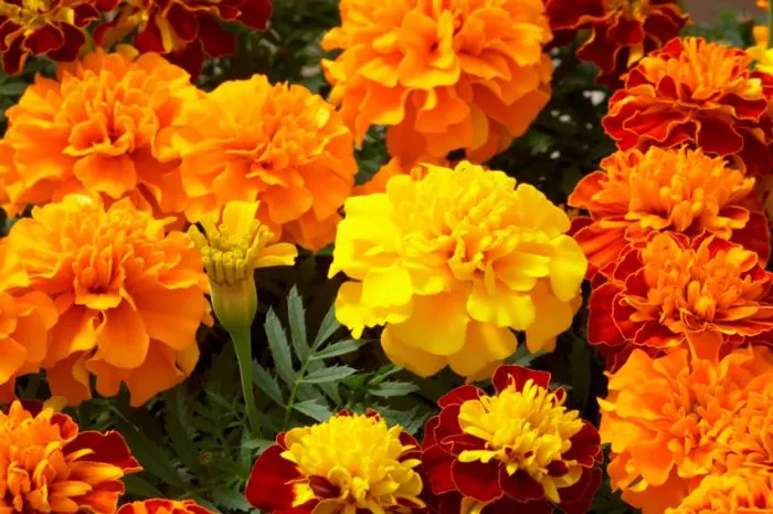 Бархатцы прямостоячие (Tagetes erecta)