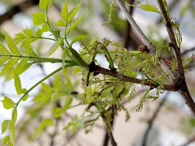 yasen-obyknovennyi-fraxinus-excelsior