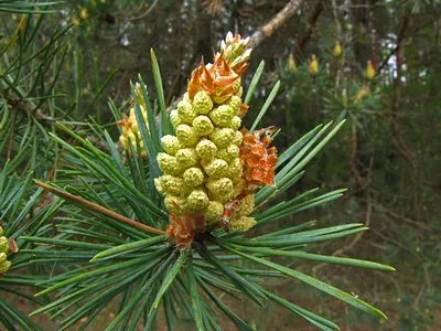 sosna-obyknovennaya-pinus-sylvestris