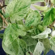 Эпипремнум золотистый (Epipremnum aureum), сорт 