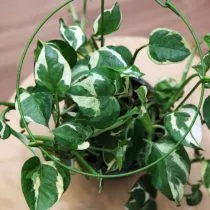 Эпипремнум золотистый (Epipremnum aureum), сорт 