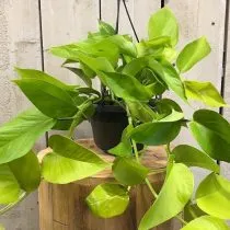 Эпипремнум золотистый (Epipremnum aureum), сорт 