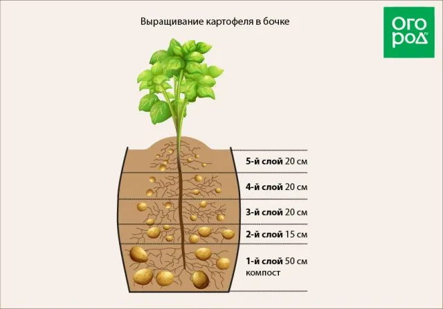 Схема выращивания картофеля в бочке