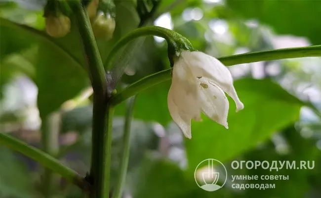 Цветки самоопыляемые, состоят из 5-7 лепестков фиолетового, голубого, сиреневого или белого цвета