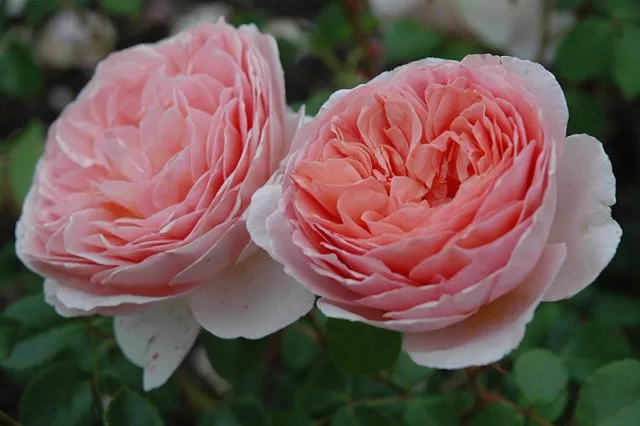 Роза Abraham Darby