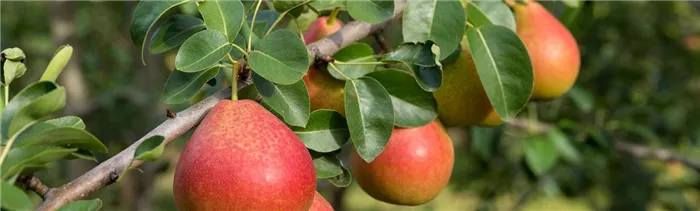 Груша обыкновенная (Pyrus communis). Плод